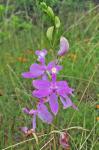 Calopogon tuberosus (L.) BSP var. tuberosus