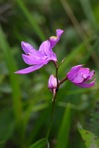 Calopogon tuberosus (L.) BSP var. tuberosus