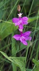 Calopogon tuberosus (L.) BSP var. tuberosus