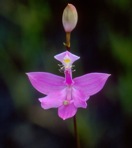 Calopogon tuberosus (L.) BSP var. tuberosus