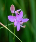 Calopogon tuberosus (L.) BSP var. tuberosus