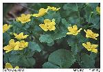 Caltha palustris L.