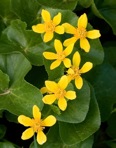 Caltha palustris L.