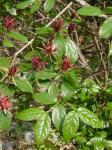 Calycanthus floridus L.