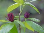 Calycanthus floridus L.