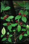 Calycanthus floridus L.