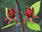 Calycanthus floridus L.