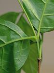 Calycanthus floridus L.