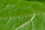 Calycanthus floridus L.