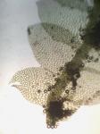 Calypogeia neogaea (R.M. Schust.) Bakalin