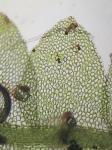 Calypogeia neogaea (R.M. Schust.) Bakalin