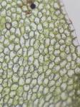 Calypogeia neogaea (R.M. Schust.) Bakalin