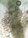 Calypogeia neogaea (R.M. Schust.) Bakalin