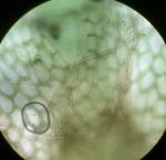 Calypogeia neogaea (R.M. Schust.) Bakalin