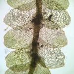 Calypogeia muelleriana (Schiffn.) Müll. Frib.