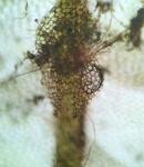 Calypogeia muelleriana (Schiffn.) Müll. Frib.