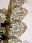 Calypogeia neogaea (R.M. Schust.) Bakalin