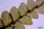 Calypogeia sullivantii Austin
