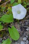 Calystegia catesbeiana Pursh