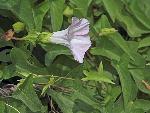 Calystegia sepium (L.) R. Br. complex