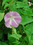 Calystegia sepium (L.) R. Br. complex