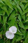 Calystegia sepium (L.) R. Br. complex