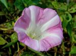 Calystegia sepium (L.) R. Br. ssp. americana (Sims) Brummitt