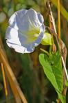 Calystegia silvatica (Kit.) Griesb.  ssp. fraterniflora (Mackenzie & Bush) Brummitt