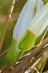 Calystegia silvatica (Kit.) Griesb.  ssp. fraterniflora (Mackenzie & Bush) Brummitt