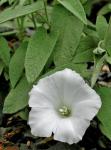 Calystegia spithamaea (L.) Pursh ssp. purshiana (Wherry ) Brummitt