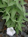 Calystegia spithamaea (L.) Pursh ssp. purshiana (Wherry ) Brummitt
