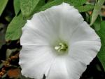 Calystegia spithamaea (L.) Pursh ssp. purshiana (Wherry ) Brummitt