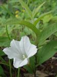 Calystegia spithamaea (L.) Pursh ssp. spithamaea