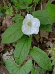 Calystegia spithamaea (L.) Pursh ssp. spithamaea