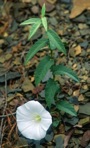 Calystegia spithamaea (L.) Pursh ssp. purshiana (Wherry ) Brummitt
