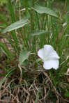 Calystegia spithamaea (L.) Pursh ssp. spithamaea