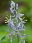 Camassia scilloides (Raf.) Cory