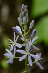 Camassia scilloides (Raf.) Cory