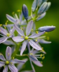 Camassia scilloides (Raf.) Cory
