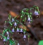Campanula divaricata Michx.