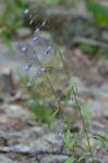 Campanula divaricata Michx.