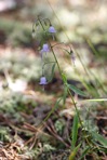 Campanula divaricata Michx.