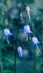 Campanula divaricata Michx.