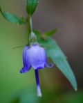 Campanula divaricata Michx.