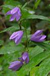 Campanula rapunculoides L.