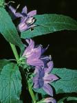 Campanula rapunculoides L.