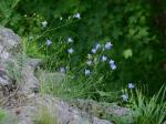 Campanula rotundifolia L.