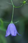 Campanula rotundifolia L.