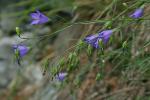 Campanula rotundifolia L.