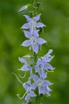Campanulastrum americanum (L.) Small